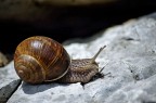 L'escargot L'escargot