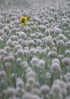 to be different to be different