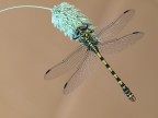 Onychogomphus uncatus male (Charpenteie, 1840)#2 Onychogomphus uncatus male (Charpenteie, 1840)#2