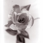 Scatto eseguito in studio "artigianale". Camera mamiya rb 67.
ottica mamiya sekor 90 mm:
F:5,6, 1/15 di sec