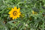 Giallo Giallo