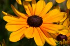 fiori2 fiori2