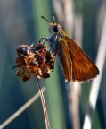 Butterfly Butterfly
