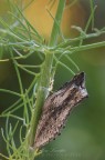 Papilio machaon (Linnaeus 1758) Papilio machaon (Linnaeus 1758)