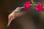 Colibrì Colibrì