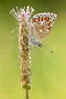 Polyommatus bellargus