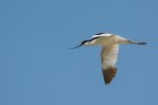Avocetta (Recurvirostra avosetta) Avocetta (Recurvirostra avosetta)