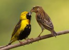 Tenderness Tenderness