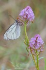 Aporia crataegi (Linnaeus, 1758) Aporia crataegi (Linnaeus, 1758)