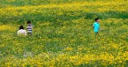 Prato Giallo Prato Giallo
