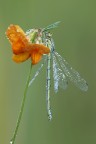 Coenagriom scitulum femmina Coenagriom scitulum femmina