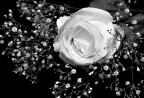 delicate white delicate white