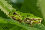 Raganella Raganella