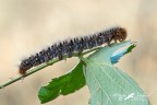 Lasiocampa quercus Linnaeus 1758 (Bombice della quercia) Lasiocampa quercus Linnaeus 1758 (Bombice della quercia)
