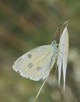 Pieris Brassicae... Pieris Brassicae...