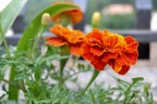 Orange spring Orange spring