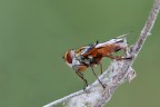 Profilo Di Una Mosca ! Profilo Di Una Mosca !