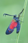 Zygaena filipendulae (Linnaeus, 1758) Zygaena filipendulae (Linnaeus, 1758)