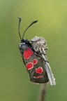 Zigaena Carniolica Zigaena Carniolica