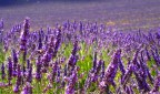 Un mare di lavanda