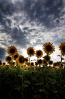 girasoli girasoli