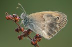 Coenonympha pamphilus Coenonympha pamphilus