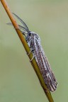 Coscinia striata Arctidae Coscinia striata Arctidae