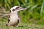 Kookaburra 2 Kookaburra 2
