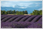 Colori di Provenza...... Colori di Provenza......
