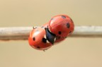 Ménage à pois Ménage à pois