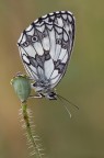 tutto niente Melanargia Galathea tutto niente Melanargia Galathea