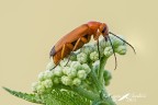 Coleoptera_Zonitis Flava (Meloidae) Coleoptera_Zonitis Flava (Meloidae)