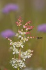 Filipendula vulgaris Filipendula vulgaris