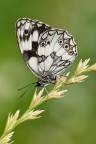 Melanargia galathea Melanargia galathea