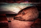 Il silenzio degli innocenti