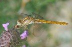 Orthetrum brunneum (Fonscolombe, 1837) Orthetrum brunneum (Fonscolombe, 1837)
