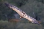 Volo libero Volo libero