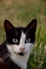 Gatto Gatto