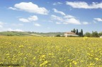 Campo fiorito Campo fiorito