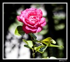 Le tonalit� forti sono volute...