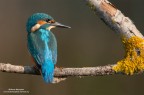 Martin pescatore Martin pescatore