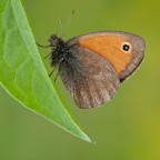 Coenonympha pamphilus