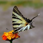 *** In picchiata ***