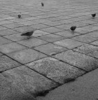 Foto scattata con Hasselblad 500 c/m 
Distagon 50 
Ilford HP5+ 
HC-110 (5,30 minuti) 
Epson V750