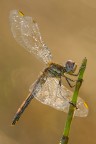 Dragonfly Dragonfly