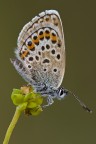Plebeius idas Plebeius idas