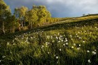 fioritura dei Narcisi sul monte Cornizzolo....spero vi piaccia!
un saluto,Andrea!