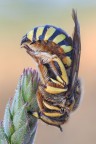 Anthidium manicatum durante il riposo Anthidium manicatum durante il riposo