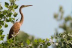 Ardea purpurea
