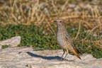 Codirossone (Monticola saxatilis) Codirossone (Monticola saxatilis)